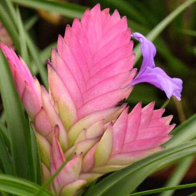 Tillandsia cyanea