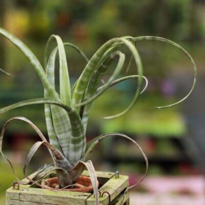 Tillandsia flexuosa