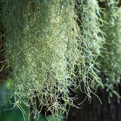 Tillandsia usneoides