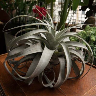 Tillandsia xerographica