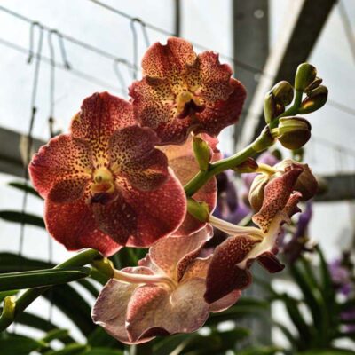 Orchidea Vanda
