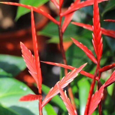 Vriesea Elan