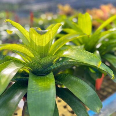 Vriesea fenestralis