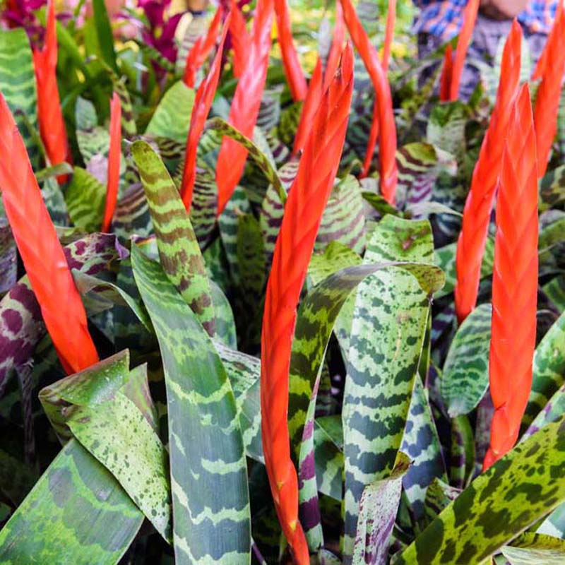 Vriesea Splendens era