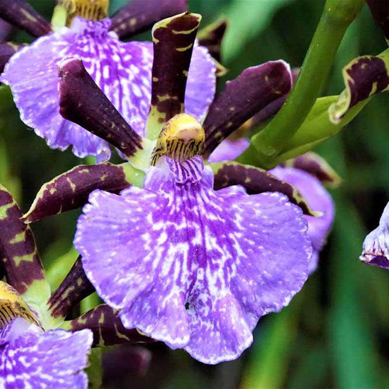 Orchidea Zygopetalum