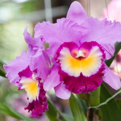 Orchidea Cattleya