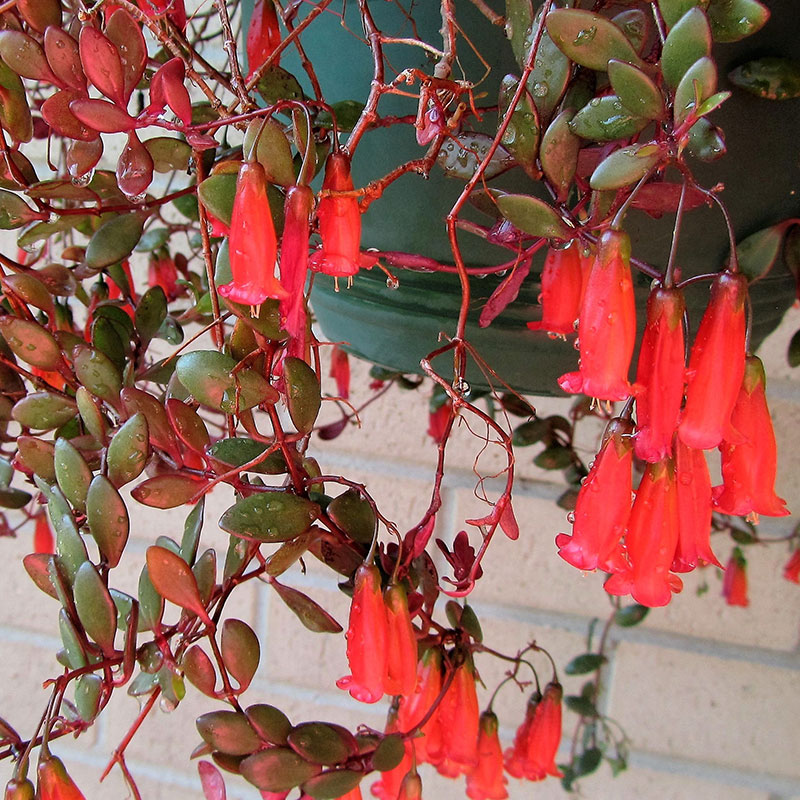 kalanchoe manginii