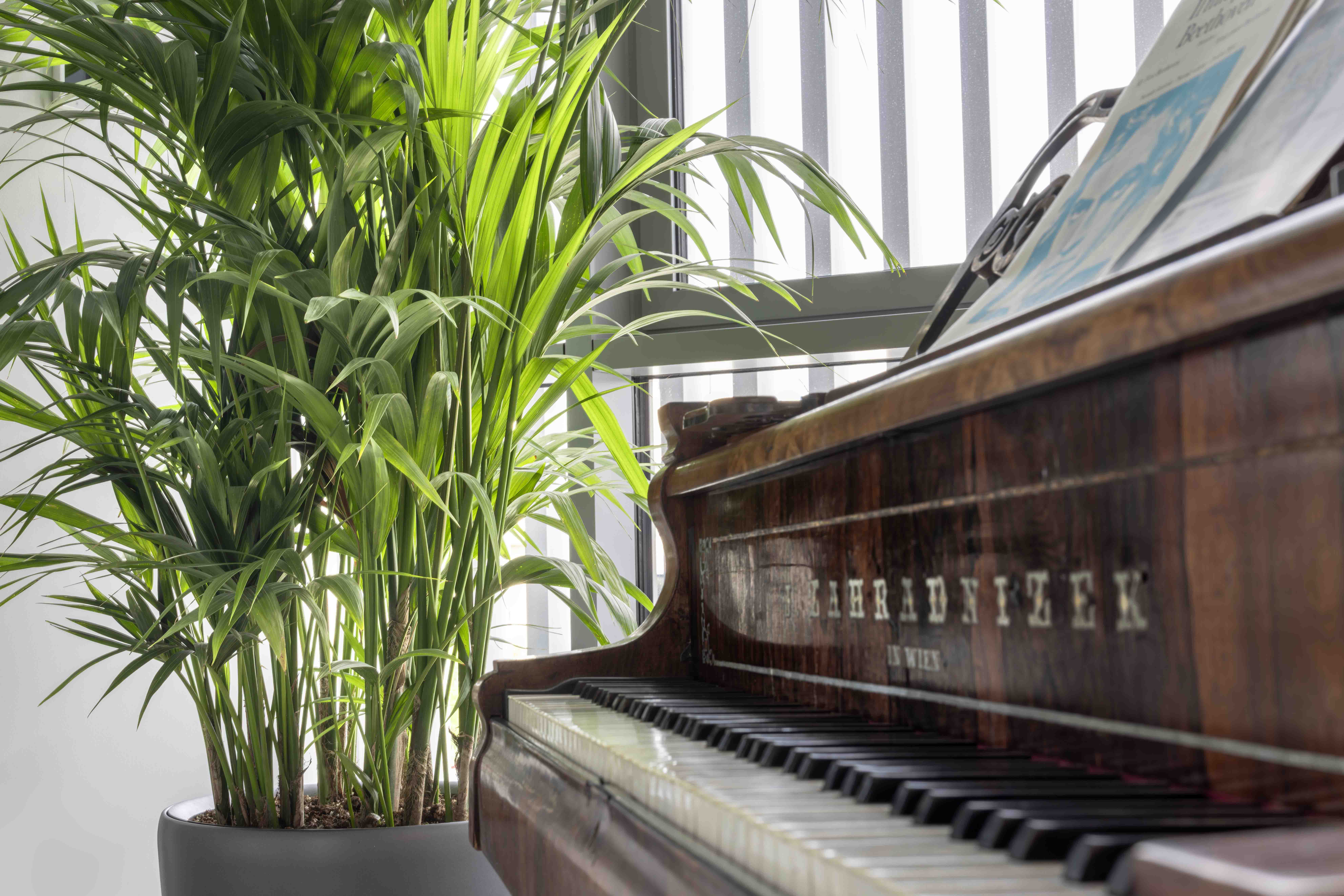 Piante da Interno Uffici Tecnogas